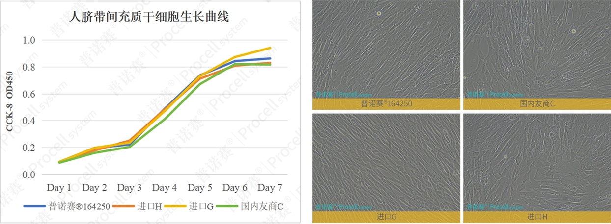 間充質(zhì)干細(xì)胞專用胎牛血清