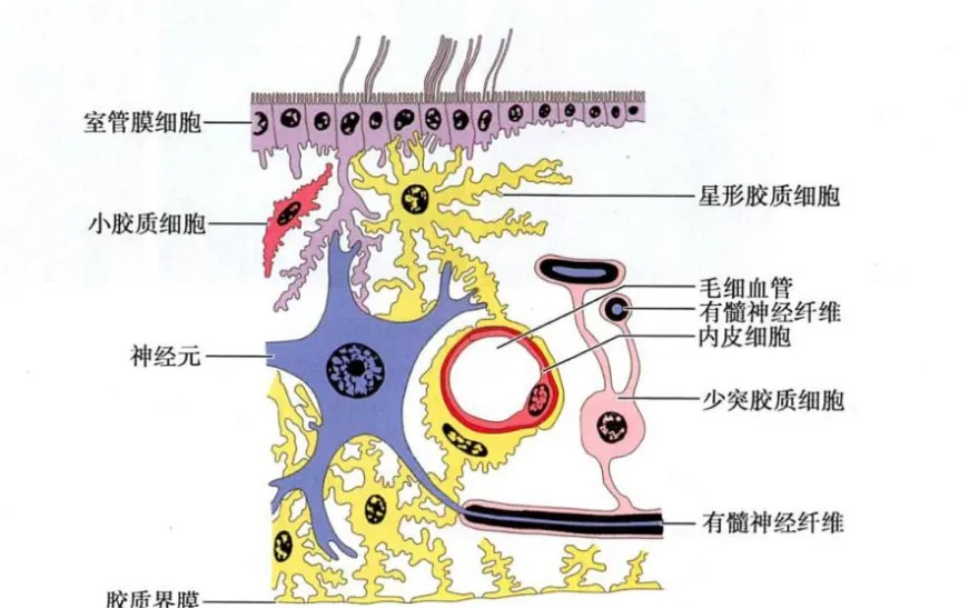 中樞神經(jīng)系統(tǒng)神經(jīng)膠質(zhì)細(xì)胞與神經(jīng)元和毛細(xì)血管的關(guān)系示意圖