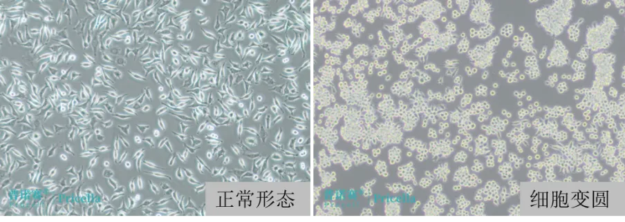  L-929細(xì)胞正常生長形態(tài)和因血清質(zhì)量差導(dǎo)致細(xì)胞變圓