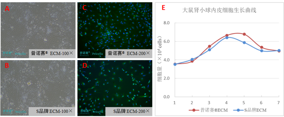 大鼠腎小球內(nèi)皮細(xì)胞形態(tài)觀察（A-B）；CD31免疫熒光染色（C-D）和生長曲線