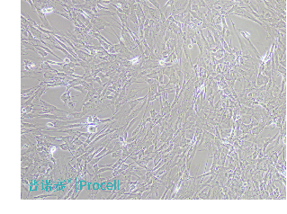 小鼠腦微血管周細(xì)胞  （α-SMA）白光