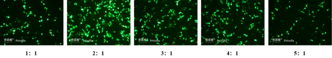 轉(zhuǎn)染試劑與質(zhì)粒不同比例下Hep G2細(xì)胞的熒光蛋白表達(dá)效果