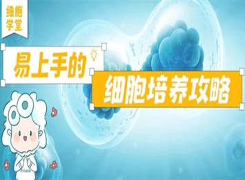 BV2細胞形態(tài)問題大揭秘