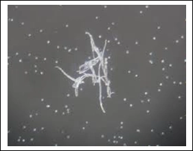 细胞污染怎么办?不要慌,教你快速鉴别+处理!