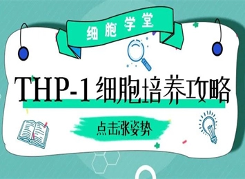 细胞学堂|THP-1细胞培养攻略, THP-1细胞培养的常见问题与解决方法