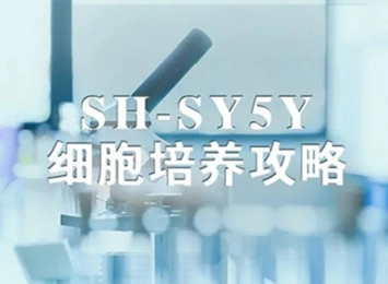 细胞学堂 |如何养好SH-SY5Y细胞,SH-SY5Y细胞培养有哪些细节要注意