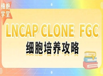 細(xì)胞學(xué)堂 | LNCaP clone FGC細(xì)胞培養(yǎng)攻略