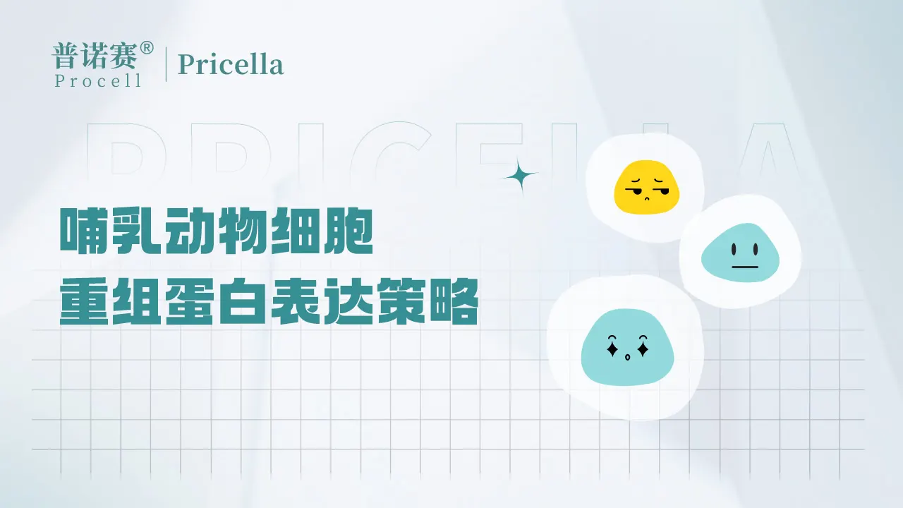 哺乳動物細(xì)胞表達(dá)