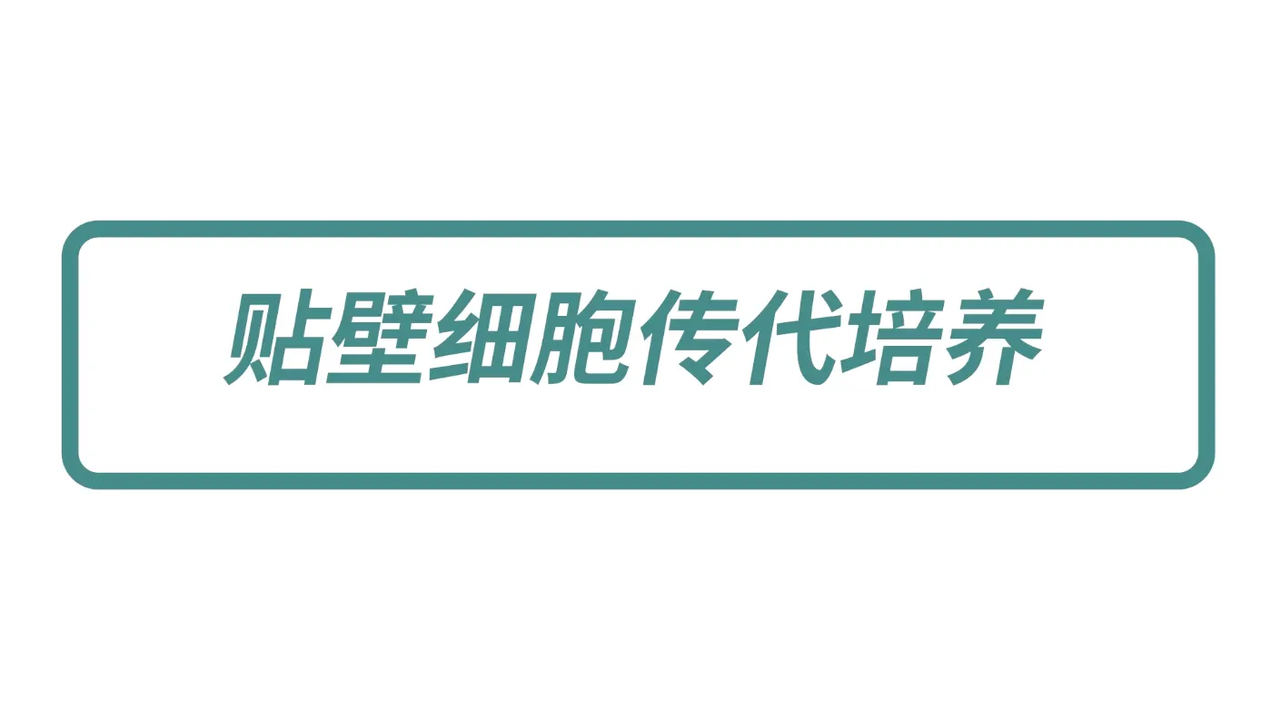 貼壁細胞傳代培養(yǎng)