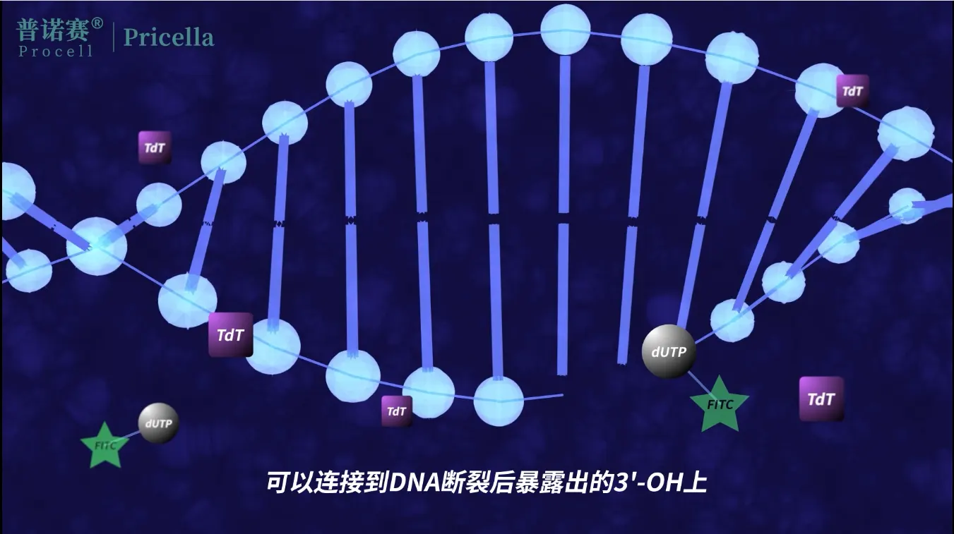 TUNEL細(xì)胞凋亡檢測原理
