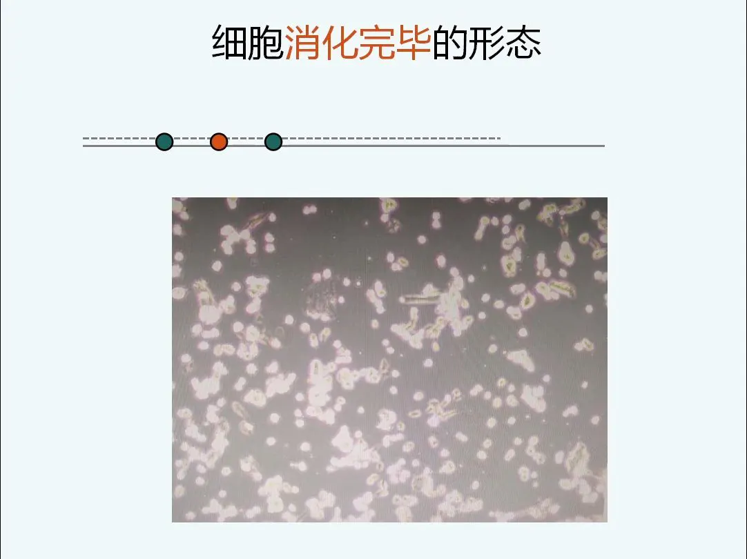 細(xì)胞講堂第六期— 一看就懂的貼壁細(xì)胞傳代方法