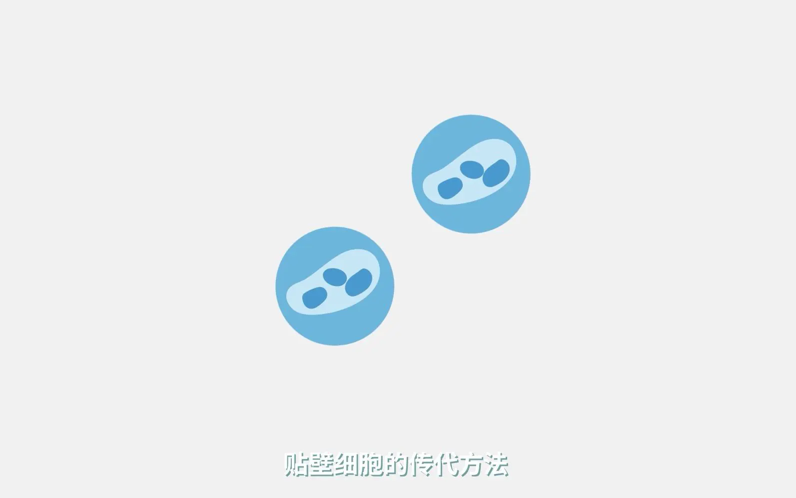 貼壁細胞傳代