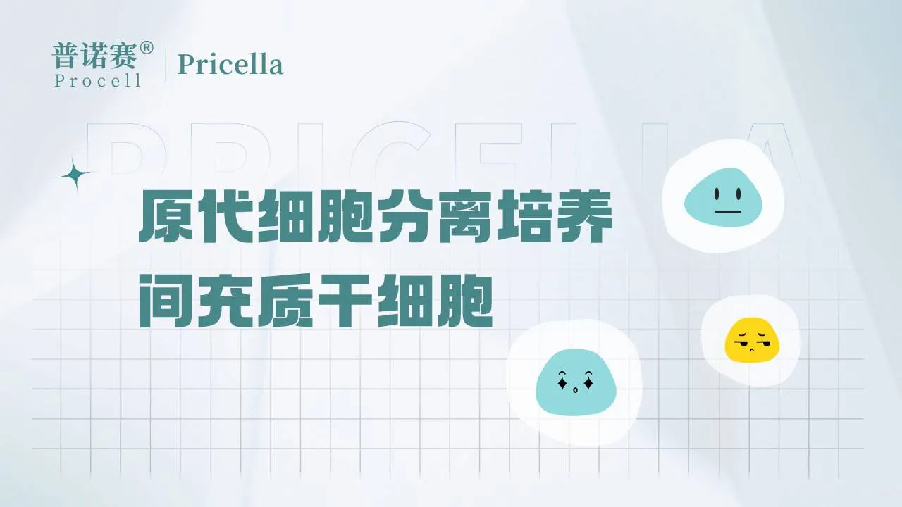 原代細(xì)胞分離培養(yǎng)-間充質(zhì)干細(xì)胞