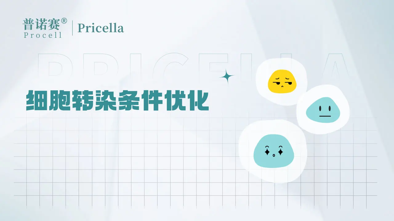 細(xì)胞轉(zhuǎn)染條件優(yōu)化