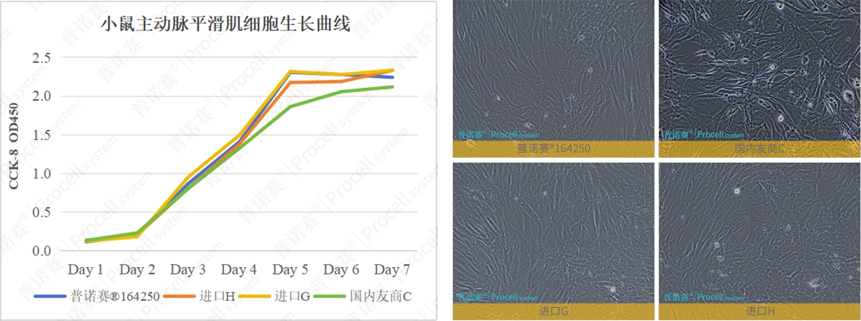澳洲胎牛血清小鼠主動脈平滑肌細胞生長曲線